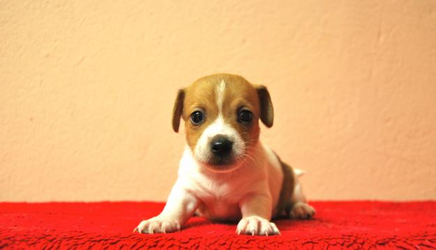 Jack Russell , machos & hembras fotos reales , máxima seriedad