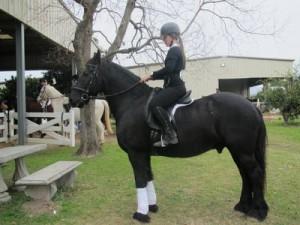 Negro Friesian caballo castrado disponibles