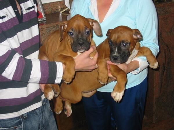 Boxer,dorados con blanco,cachorros,pedigree.