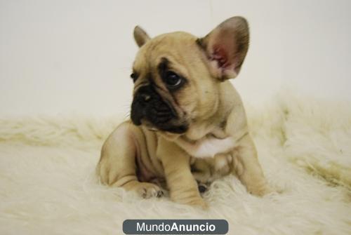 Bulldog Frances Lineas de Calidad con Pedigre Genetica