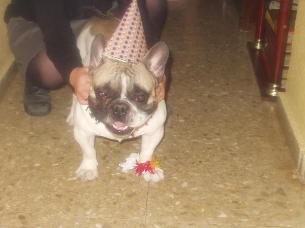 BUSCO HEMBRA DE BULLDOG FRANCES