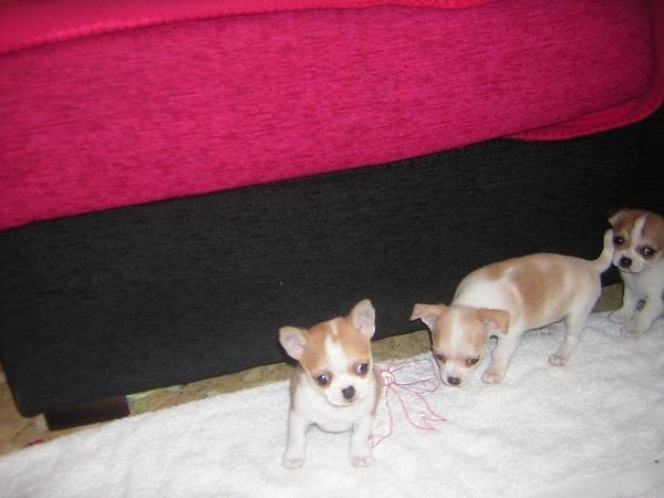 cachorritos de chihuahua mniatura