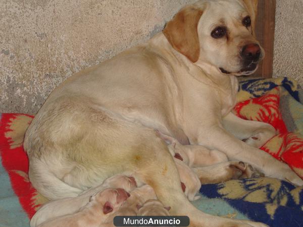 cachorritos labrador retriever