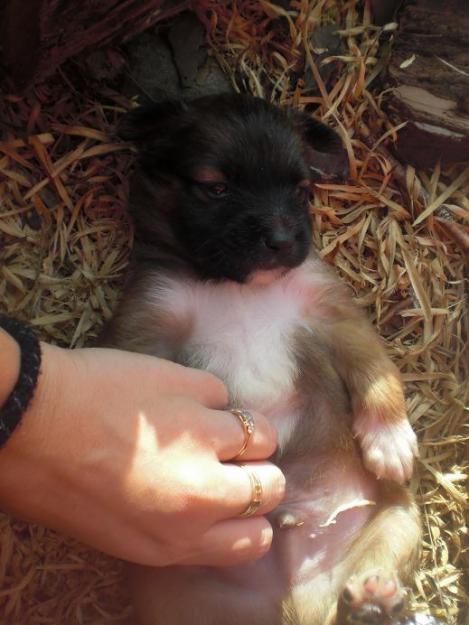 Cachorro tamaño pequeño en adopcion