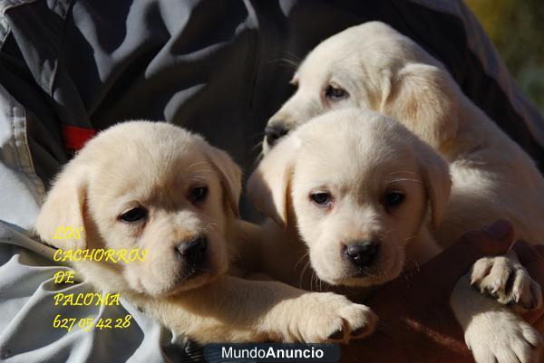 CACHORROS DE LABRADOR DORADOS Y NEGROS CON PEDIGREE LOE 360e!! 627 05 42 28