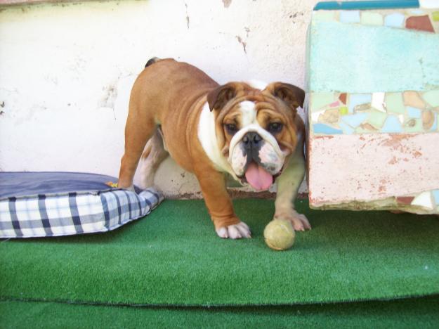 macho bulldog ingles para monta