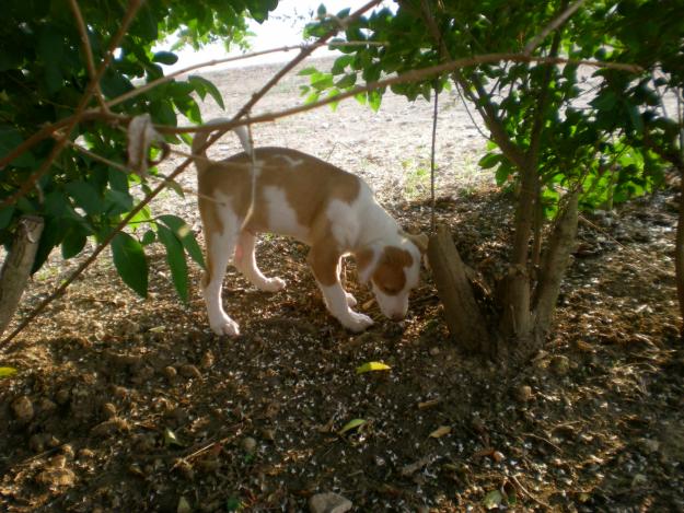 podenco andaluz