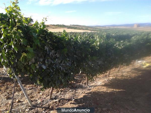 Uva tempranillo