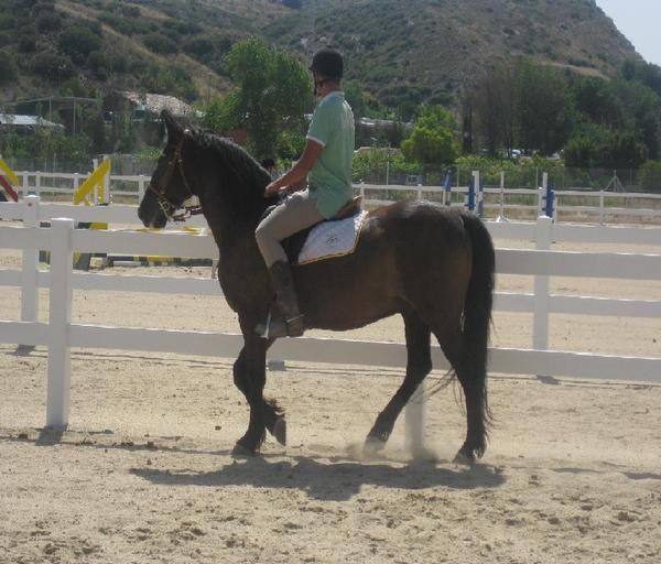 CABALLO CRUZADO (HURACAN) MADRID