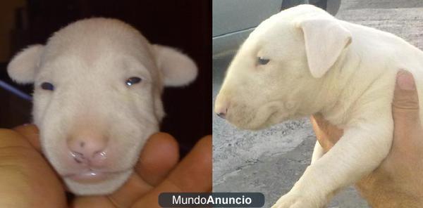 CACHORROS BULL TERRIER NACIONALES , LA MÁXIMA CALIDAD A BUEN PRECIO!!