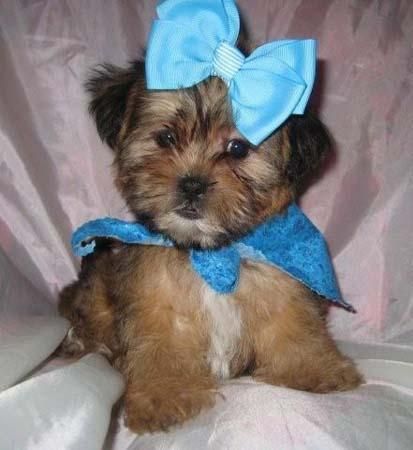 CACHORROS YORKIE 12 semanas - $ 100