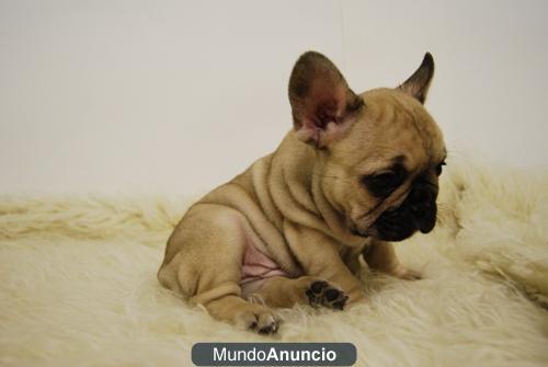 Camada Con 2 Meses de Bulldog Frances Color fanw