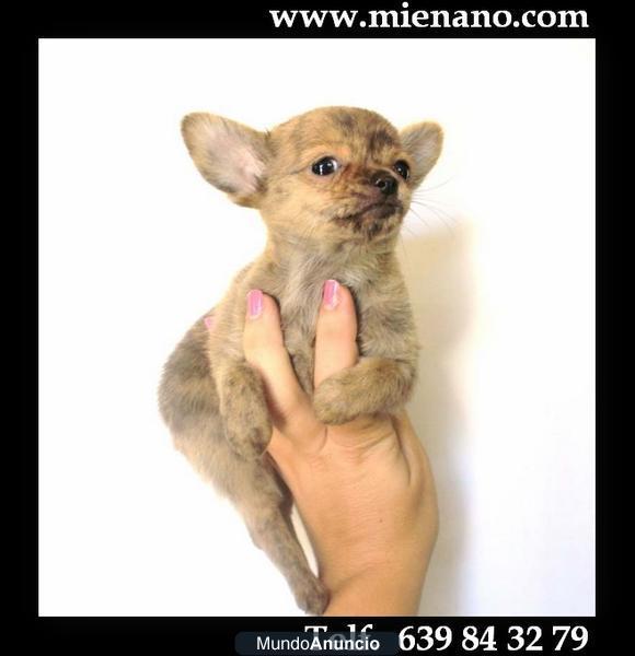 CHIHUAHUAS TOY MONISIMOS, UN CAPRICHO A TU ALCANCE -21047920