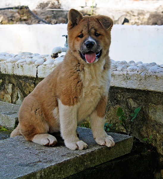 Preciosos cachorros Akita Americano