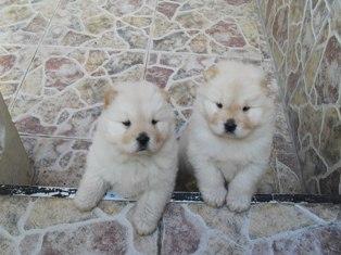 PRECIOSOS   CACHORROS DE CHOW CHOW