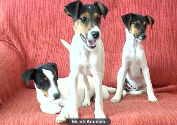 Tres Bodegueros X Fox Terrier