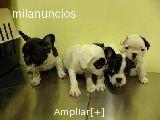 VENTA DE BULLDOG FRANCES MACHOS Y HEMBRAS NACIONALES