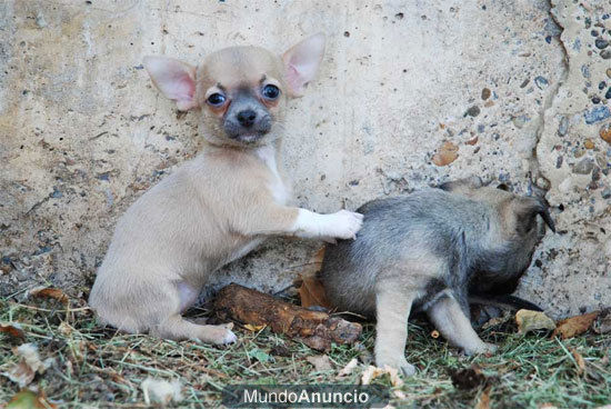 Adorables cachorros de Chihuahua