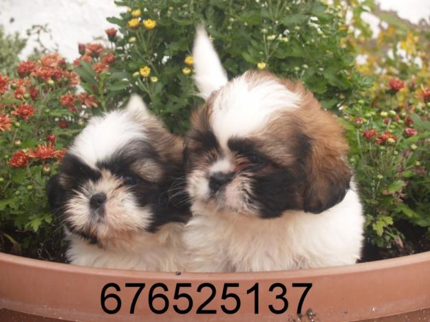 ALEGRES Y ENCANTADORES CACHORROS DE SHIH TZU