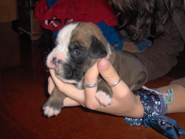 cachorro boxer hembra con pedigree