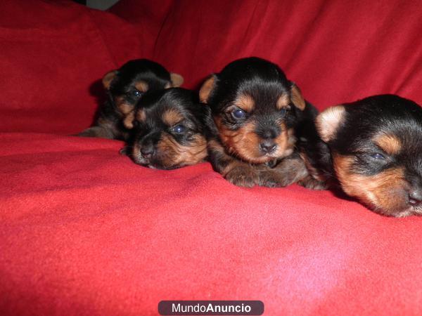 Cachorros de Yorkshays