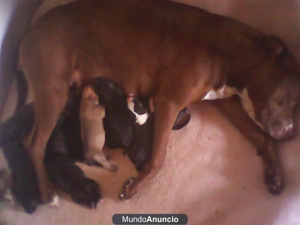 CAMADA DE PITBULL RED Y BLUE NOSE