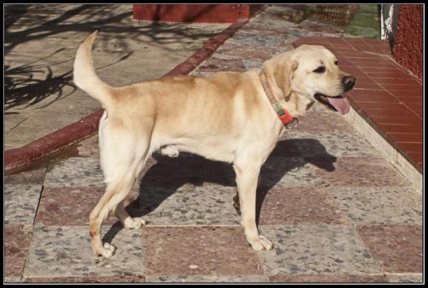 Nakao, labrador de 4 años en adopción