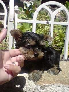 Pequeñitos cachorros de YORKSHIRE CON PEDIGREE 450E