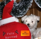 Preciosos Bichon Maltes, muy buen precio - mejor precio | unprecio.es