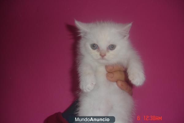 regalos gatitos persas 686 17 43 41