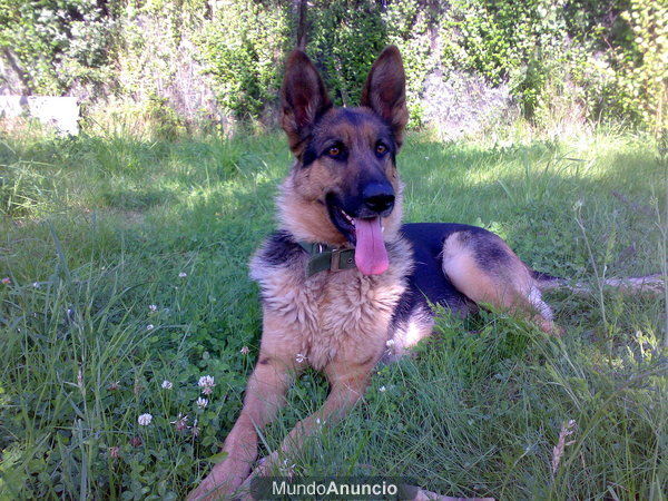 vendo cachorras pastor aleman autentico 200 e.