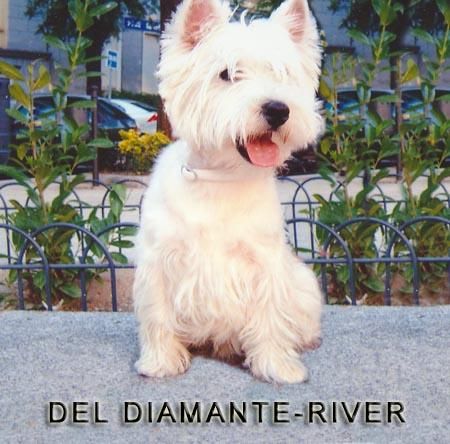 West Highland Terrier  ( Westy )