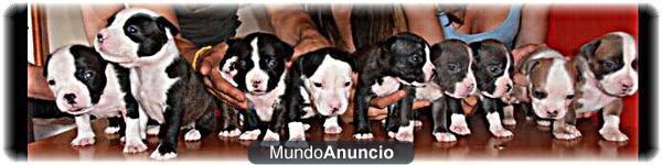 American Staffordshire a 300 euros