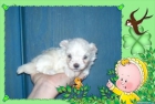 bichon maltes dos machitos toy con pedigri loe - mejor precio | unprecio.es