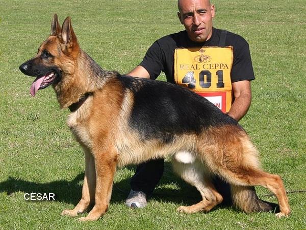 Cachorros pastor aleman