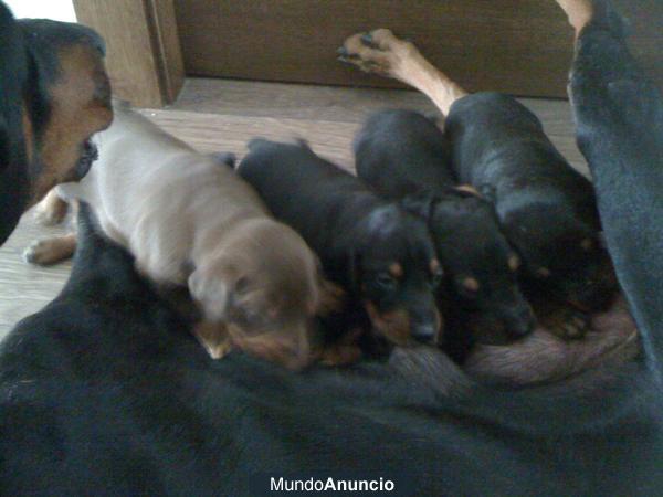 DOBERMAN MARRON Y NEGRO FUEGO CAMADA EXPECTACULAR