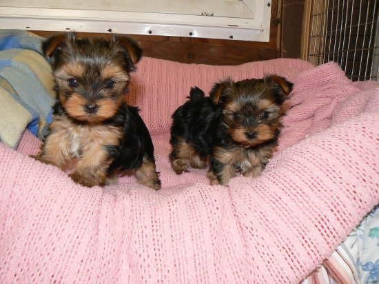 Dulce cachorros yorkie para la venta