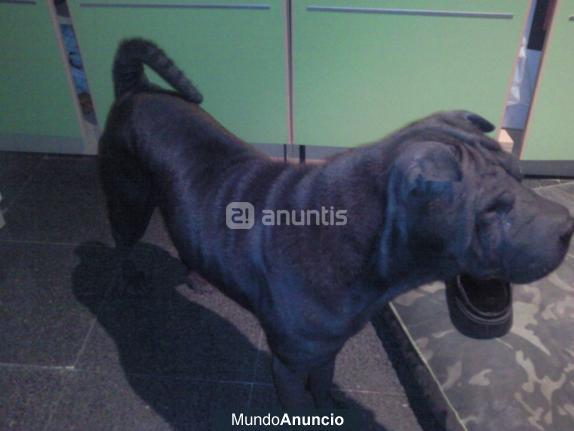 macho sharpei para monta