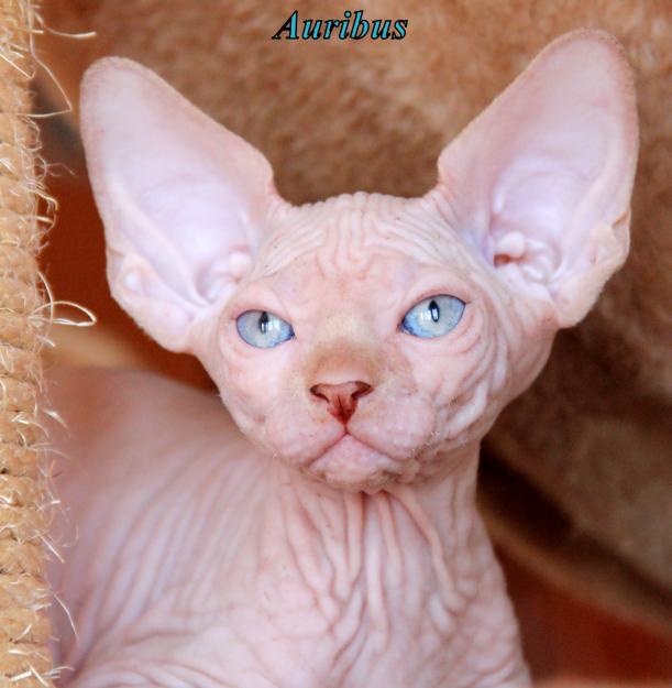 Sphynx gato sin pelo