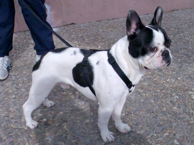 BUSCO HEMBRA DE BULLDOG FRANCÉS PARA MONTAR