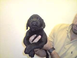 cachorro de LABRADOR NEGRO CON PEDIGREE  360