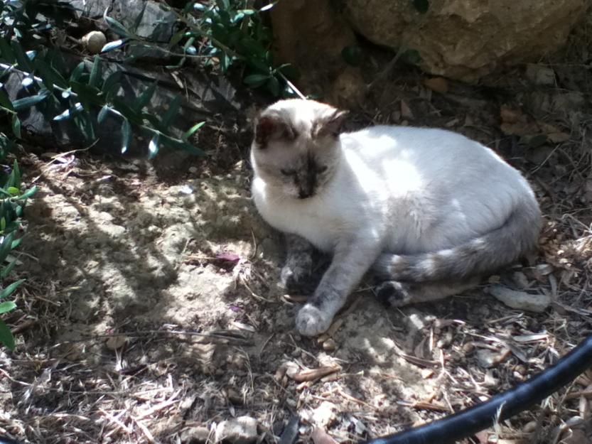 Gatita siamesa ciega de 6 meses preciosa y muy cariñosa