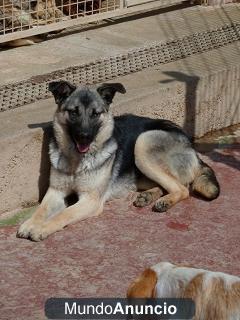 katy 9 meses x de pastor aleman tras unas rejas