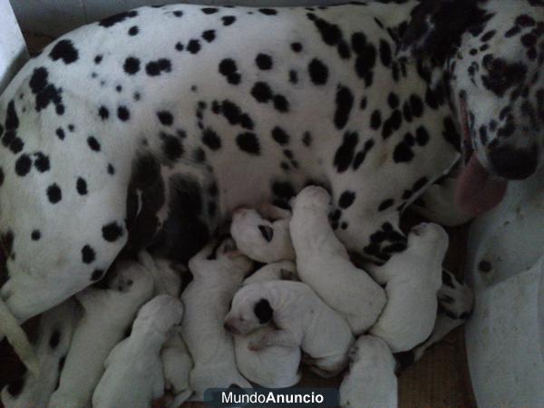 SE VENDEN CACHORRITAS DE DALMATA PRECIOSAS