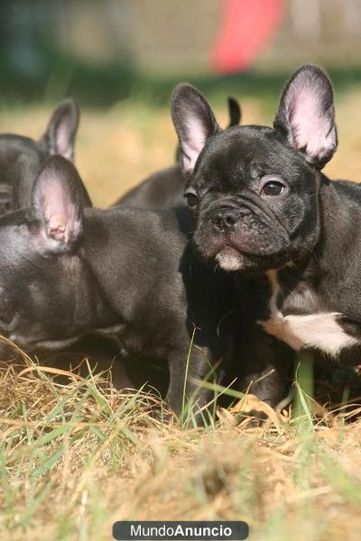 teckel mini, cachorritos de primera calidad, dos meses