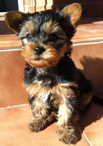 Yorkshire Macho 2meses 250 euros