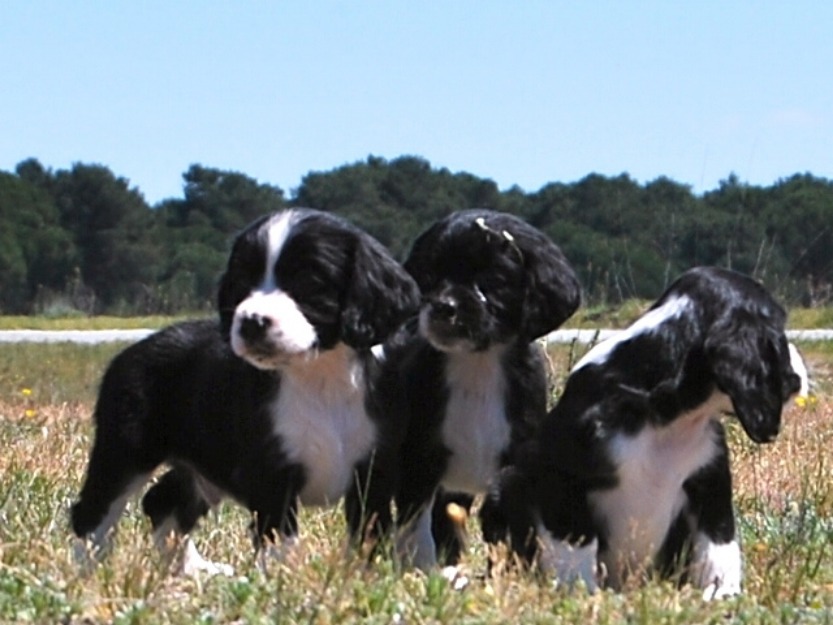 A 30 minutos de madrid y Avila disponemos de cachorros de cocker spaniel con pedigee