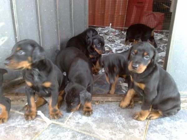 cachorritos doberman excelente pedigree