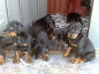 cachorritos doberman excelente pedigree - mejor precio | unprecio.es