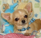 Cachorros de Chihuahua preciosos - mejor precio | unprecio.es